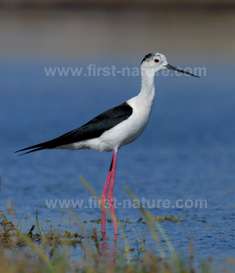 A Black-winged Stilt