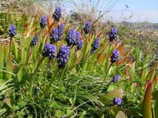 Grape Hyacinth grows at Castro Marim Reserve