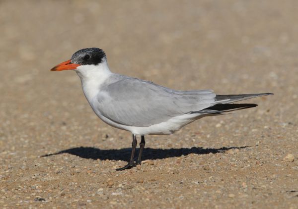Caspian Tern