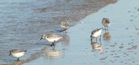 Sanderlings on the shore of the Alvor estuary
