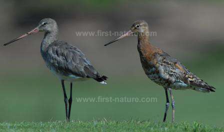 Black-tailed Godwits