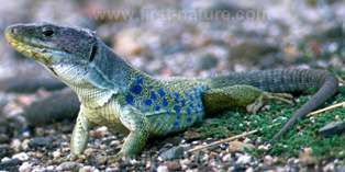 Ocellated Lizard