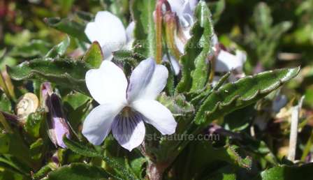 Shrubby Violet Viola arborescens