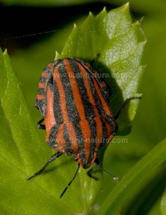 One of the numerous bugs in the Algarve
