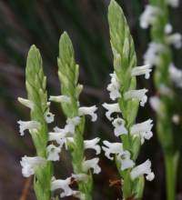 Spiranthes aestivalis