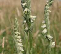 Spiranthes_spiralis - Autumn Lady's-tresses