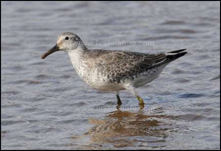 Red Knot - Calidris canutus