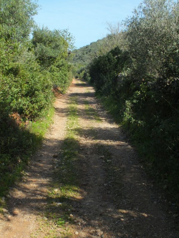 Level track through pretty farmland
