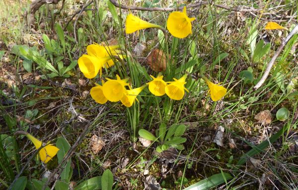 Yellow Hoop-petticoat daffodils
