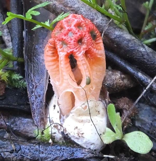 Colus hirondosus a rare cage fungus