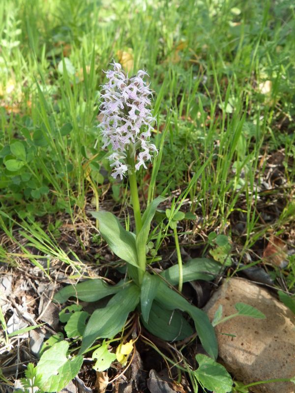 Orchis conica