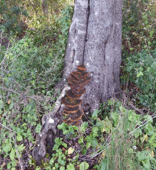 Bracke fungi on a tree
