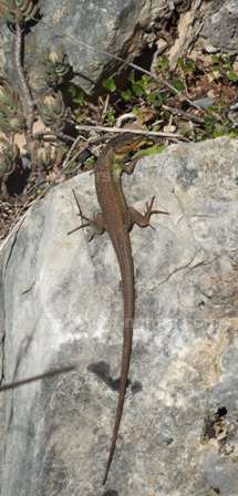 Iberian Wall Lizard