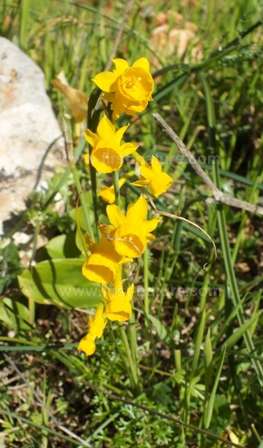 Narcissus calcicola