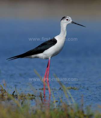 A Black-winged Stilt