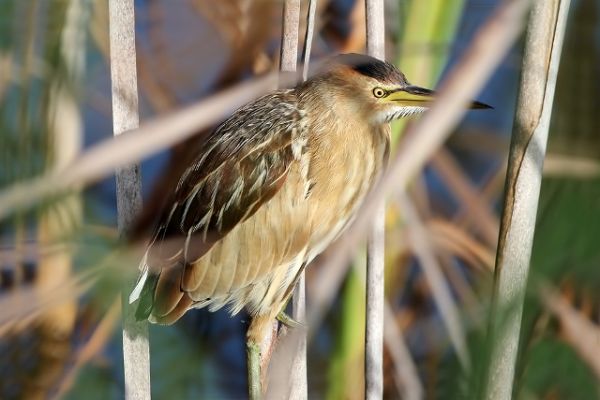 Little Bittern