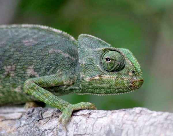 Mediterranean Chameleon