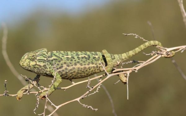 The European Chameleon