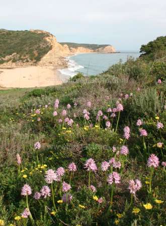 Wild orchids overlooking the beach at Boca do Rio