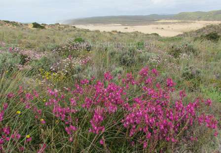 Flora in the Carrapateira dune system