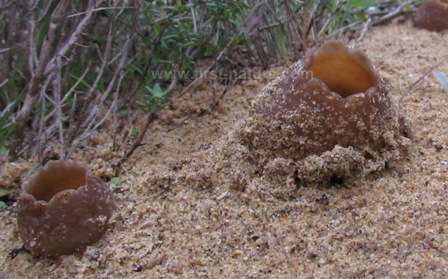 Fungi in the dune system