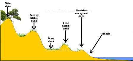 Diagram showing dune formation