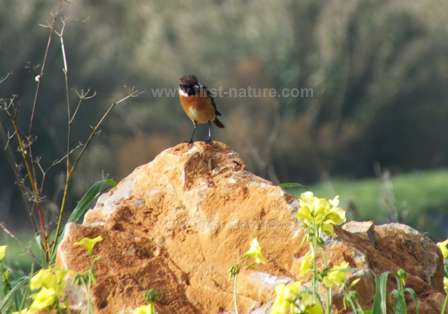 Stonechat