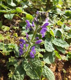 Paper-white Narcissus