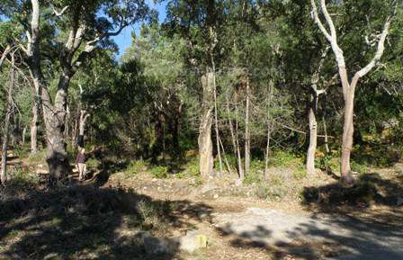 The woods at Meia Viana