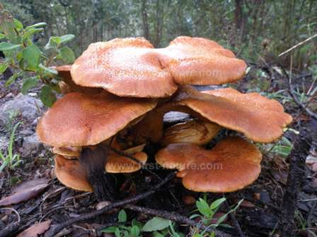 The Spectacular Rustgill fungs growing in Meia Viana