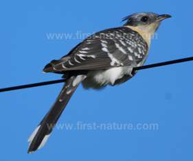 The Great Spotted Cuckoo