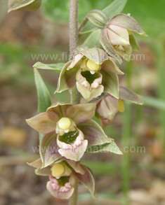 A very green Epipactis Helleborine