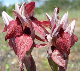 Heart-flowered Tongue Orchid