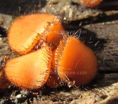 The turn off towards the woodland