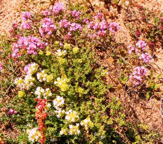 Thymus camphoratus