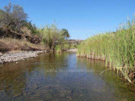 Alportel River in July