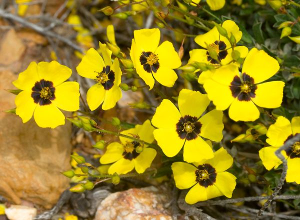 One of the rockroses of the Algarve