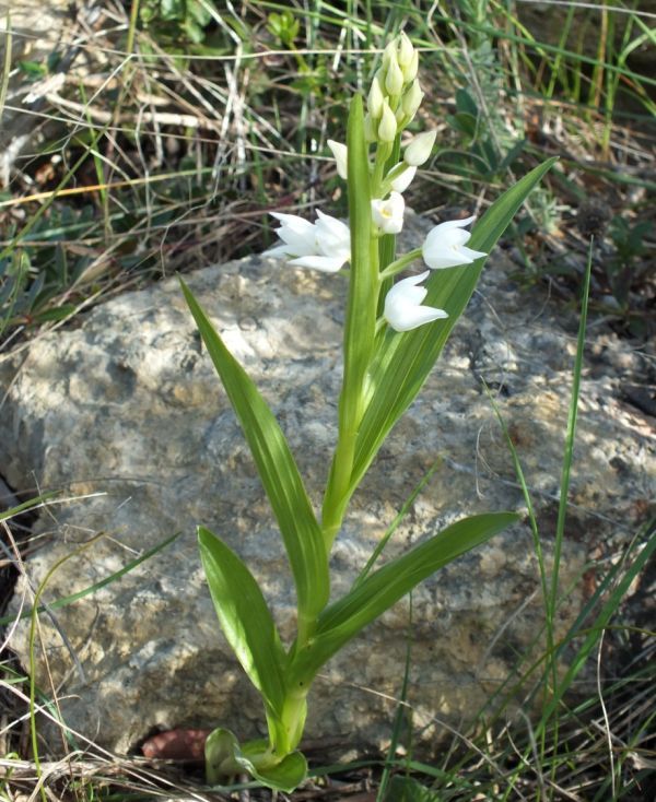 Sword-leaved Helleborine