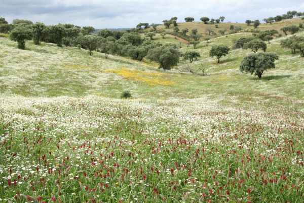 A pasture in the mountains