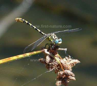 Small Pincertail