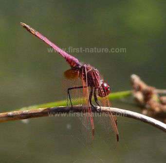 A Violet Dropwing