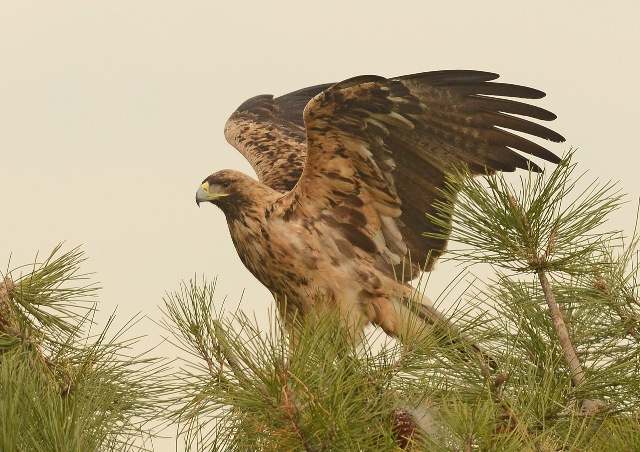 Spanish Imperial Eagle - Ray tipper