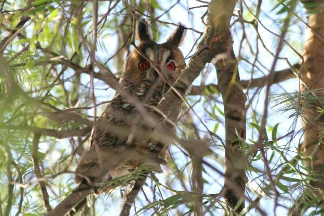 Long-eared Owl - Goncalo Elias