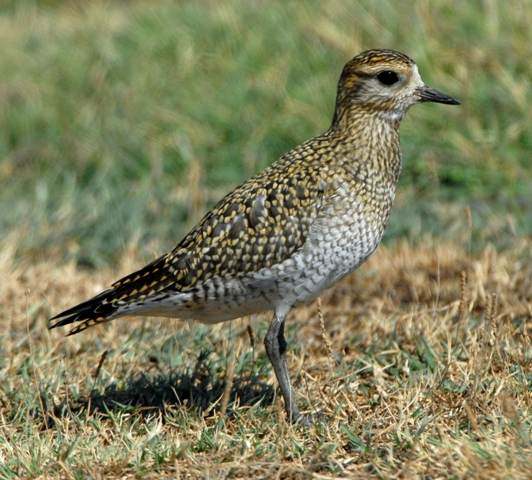 European Golden Plover