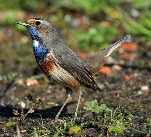Bluethroat