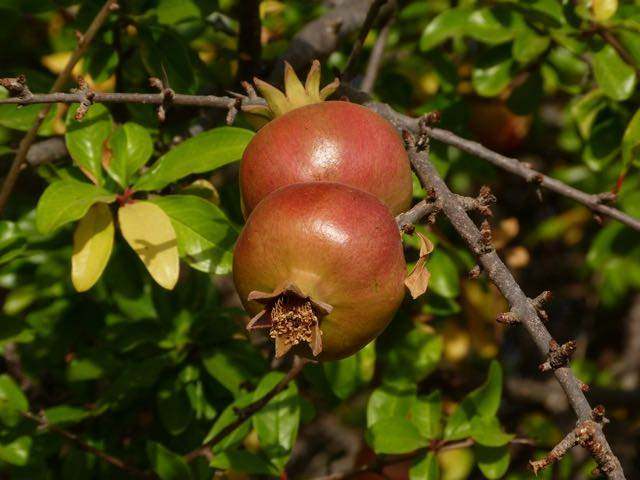 Pomegranate
