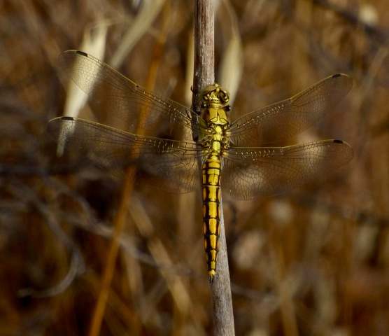 Female Black-tailed Skimmer