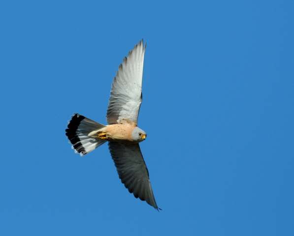Lesser Kestrel