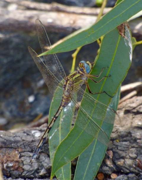Female Long Skimmer
