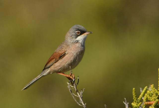 Spectacled Warbler